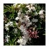 50-90cm Jasmine Officinale 'Affine' | 3L Pot 1 50-90cm Jasmine Officinale 'Affine' | 3L Pot -Cheap July Plants Store PL9453 main image 4b56