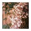 50-90cm Pink Jasmine | Jasmine Stephanense | 3L Pot -Cheap July Plants Store PL9454 main image fa38