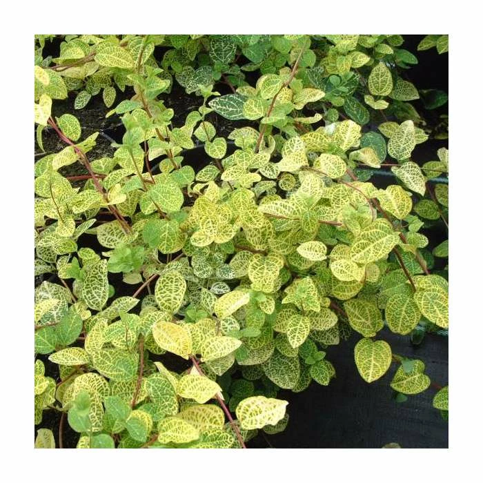 50-90cm Lonicera Japonica 'Aureoreticulata' | 3L Pot 3 50-90cm Lonicera Japonica 'Aureoreticulata' | 3L Pot