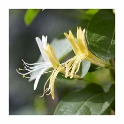 50-90cm Lonicera Japonica 'Hall's Prolific' | 3L Pot 7 50-90cm Lonicera Japonica 'Hall's Prolific' | 3L Pot -Cheap July Plants Store PL9456 add image 1 30a5