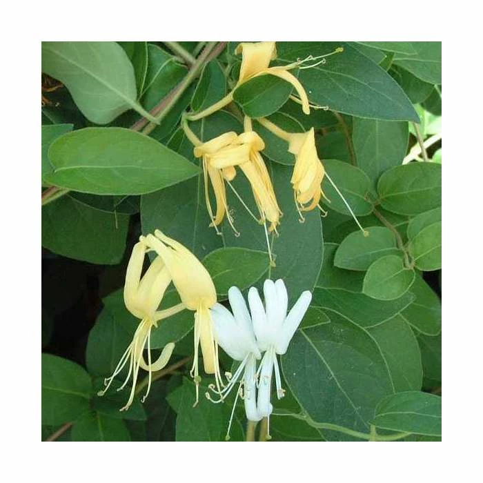 50-90cm Lonicera Japonica 'Hall's Prolific' | 3L Pot 3 50-90cm Lonicera Japonica 'Hall's Prolific' | 3L Pot