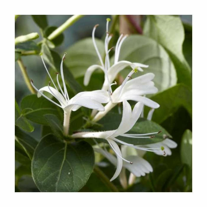 50-90cm Lonicera Japonica 'Hall's Prolific' | 3L Pot 4 50-90cm Lonicera Japonica 'Hall's Prolific' | 3L Pot - Image 2