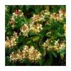 50-90cm Lonicera japonica 'Henryi' | 3L Pot 2 50-90cm Lonicera japonica 'Henryi' | 3L Pot -Cheap July Plants Store PL9457 main image e199