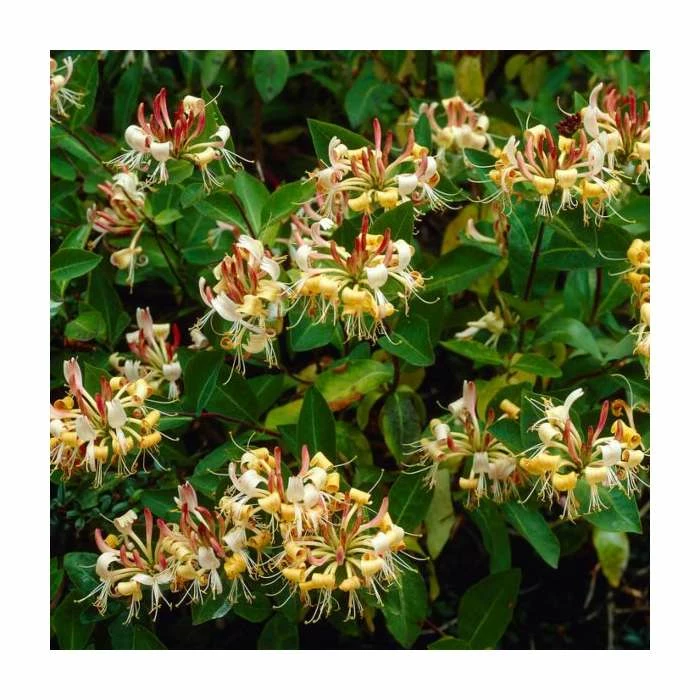 50-90cm Lonicera japonica 'Henryi' | 3L Pot 3 50-90cm Lonicera japonica 'Henryi' | 3L Pot