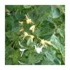 50-90cm Lonicera Japonica 'Mint Crisp' | 3L Pot 2 50-90cm Lonicera Japonica 'Mint Crisp' | 3L Pot -Cheap July Plants Store PL9458 main image 1aef