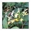 50-90cm Lonicera Japonica 'Purpurea' | 3L Pot 2 50-90cm Lonicera Japonica 'Purpurea' | 3L Pot -Cheap July Plants Store PL9459 main image faae