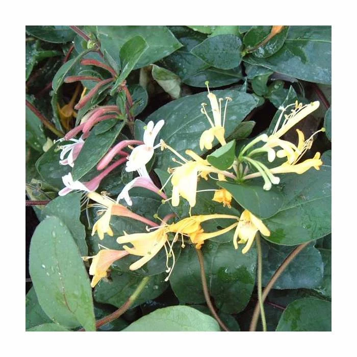 50-90cm Lonicera Japonica 'Purpurea' | 3L Pot 3 50-90cm Lonicera Japonica 'Purpurea' | 3L Pot