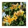 50-90cm Tellmann's Honeysuckle | Lonicera Tellmanniana | 3L Pot 1 50-90cm Tellmann's Honeysuckle | Lonicera Tellmanniana | 3L Pot -Cheap July Plants Store PL9460 main image 2c39