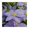 50-90cm Clematis 'Cezanne' | Raymond Evison | 3L Pot -Cheap July Plants Store PL9471 main image b1f0