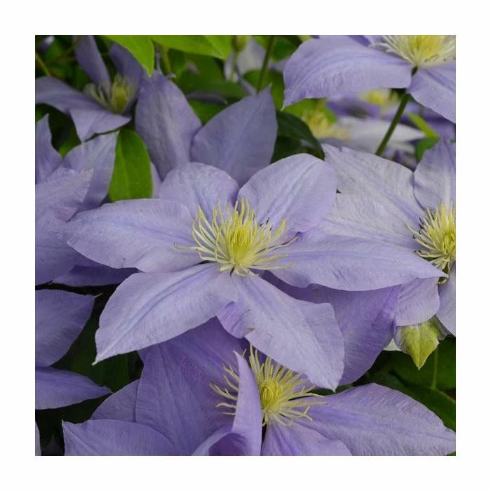 50-90cm Clematis 'Cezanne' | Raymond Evison | 3L Pot 3 50-90cm Clematis 'Cezanne' | Raymond Evison | 3L Pot