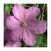 50-90cm Clematis 'Comtesse De Bouchaud' | 3L Pot 2 50-90cm Clematis 'Comtesse De Bouchaud' | 3L Pot -Cheap July Plants Store PL9475 main image 8c48