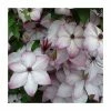 50-90cm Clematis 'Fond Memories' | 3L Pot 1 50-90cm Clematis 'Fond Memories' | 3L Pot -Cheap July Plants Store PL9476 main image 15fa