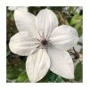 50-90cm Clematis 'Tsukiko' | 3L Pot 1 50-90cm Clematis 'Tsukiko' | 3L Pot -Cheap July Plants Store PL9484 main image a7c8