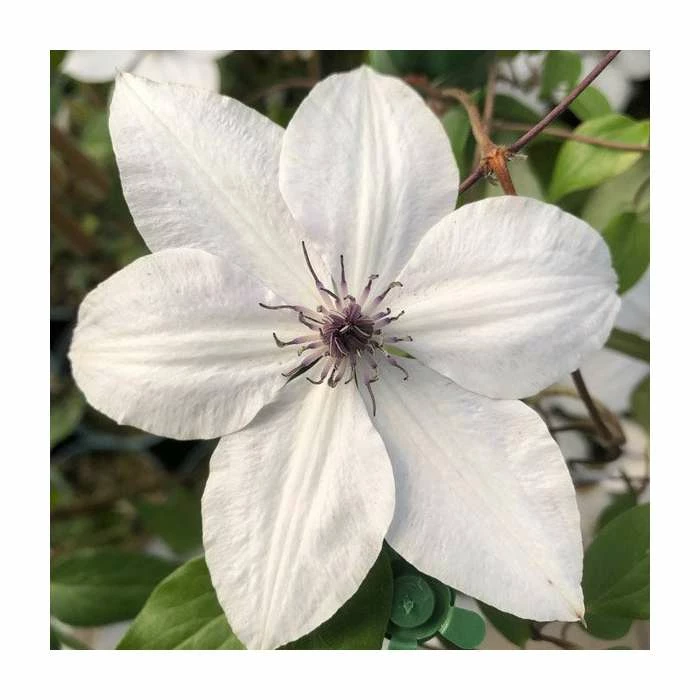 50-90cm Clematis 'Tsukiko' | 3L Pot 3 50-90cm Clematis 'Tsukiko' | 3L Pot