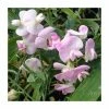 50-90cm Lathyrus latifolius 'Pink' | Everlasting Sweet Pea | 3L Pot -Cheap July Plants Store PL9489 main image b3ec