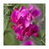 50-90cm Lathyrus latifolius 'Red' | Everlasting Sweet Pea | 3L Pot 2 50-90cm Lathyrus latifolius 'Red' | Everlasting Sweet Pea | 3L Pot -Cheap July Plants Store PL9490 main image 6695