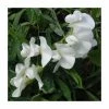 50-90cm Lathyrus latifolius 'White' | Everlasting Sweet Pea | 3L Pot 2 50-90cm Lathyrus latifolius 'White' | Everlasting Sweet Pea | 3L Pot -Cheap July Plants Store PL9491 main image bdb0