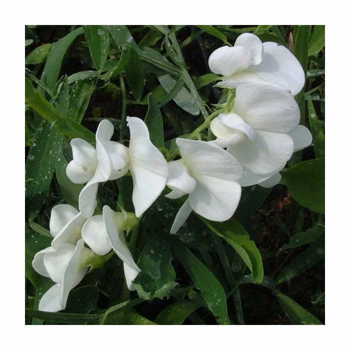 50-90cm Lathyrus latifolius 'White' | Everlasting Sweet Pea | 3L Pot 3 50-90cm Lathyrus latifolius 'White' | Everlasting Sweet Pea | 3L Pot