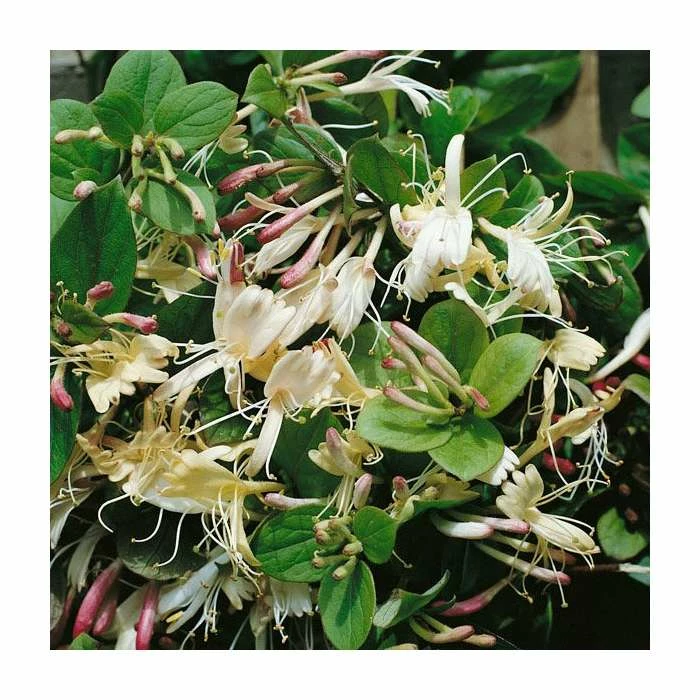 50-90cm Creeping Japanese Honeysuckle | Lonicera japonica 'Repens' | 3L Pot 3 50-90cm Creeping Japanese Honeysuckle | Lonicera japonica 'Repens' | 3L Pot