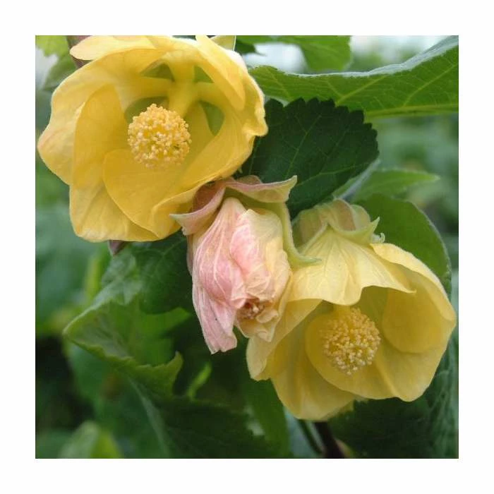 50-90cm Abutilon 'Canary Bird' | Indian Mallow | 3L Pot 2 50-90cm Abutilon 'Canary Bird' | Indian Mallow | 3L Pot