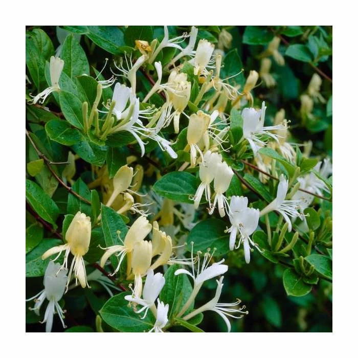 50-90cm Delavay Honeysuckle | Lonicera similis var. delavayi | 3L Pot 3 50-90cm Delavay Honeysuckle | Lonicera similis var. delavayi | 3L Pot