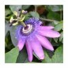 50-90cm Passiflora 'Purple Haze' | Semi-Evergreen Purple Passion Flower | 3L Pot -Cheap July Plants Store PL9530 main image 6752