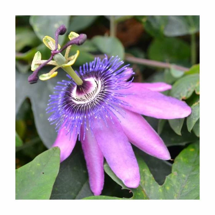 50-90cm Passiflora 'Purple Haze' | Semi-Evergreen Purple Passion Flower | 3L Pot 3 50-90cm Passiflora 'Purple Haze' | Semi-Evergreen Purple Passion Flower | 3L Pot