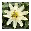 50-90cm Passiflora 'Snow Queen' | Semi-Evergreen White Passion Flower| 3L Pot -Cheap July Plants Store PL9531 main image b2fc