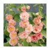 Alcea rosea 'Chater's Double Apricot' | 2L Pot
