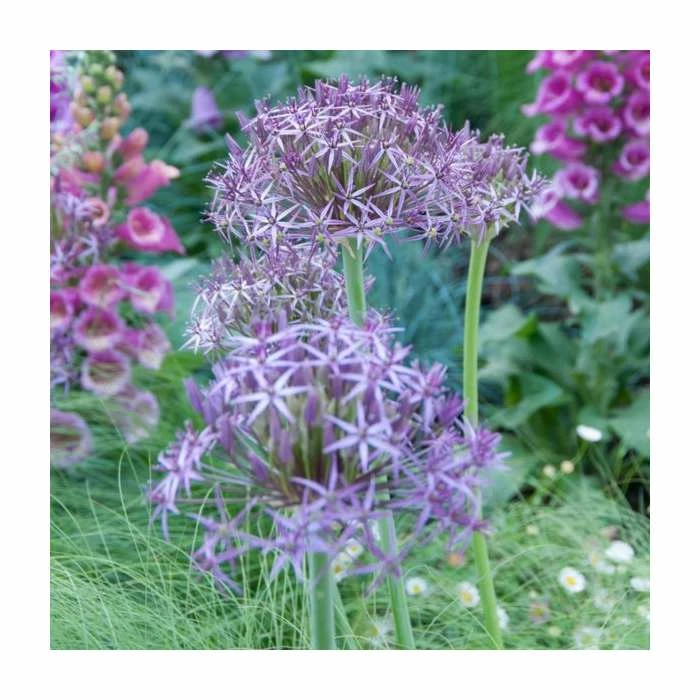 3 x Allium Plants | Abundant Allium Collection | 3 x 13cm Pots 4 3 x Allium Plants | Abundant Allium Collection | 3 x 13cm Pots - Image 2