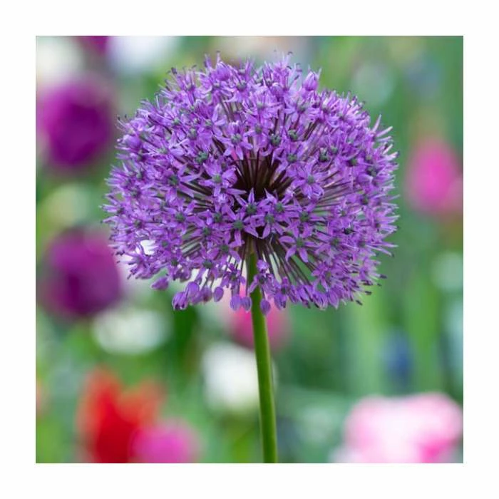3 x Allium Plants | Abundant Allium Collection | 3 x 13cm Pots 5 3 x Allium Plants | Abundant Allium Collection | 3 x 13cm Pots - Image 3
