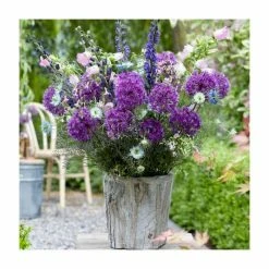 3 x Allium Plants | Abundant Allium Collection | 3 x 13cm Pots 10 3 x Allium Plants | Abundant Allium Collection | 3 x 13cm Pots -Cheap July Plants Store PL9863 add image 3 90b5