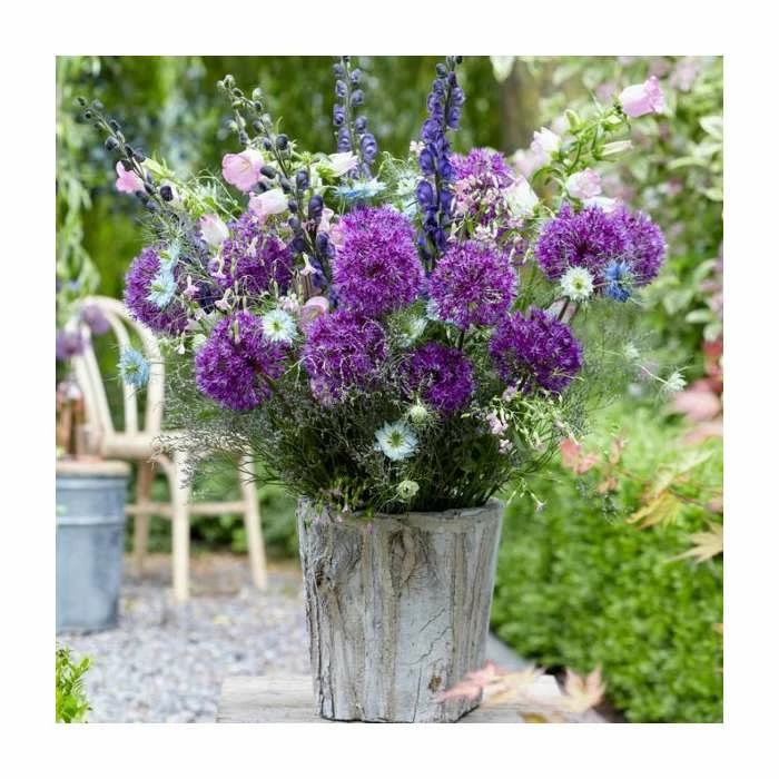 3 x Allium Plants | Abundant Allium Collection | 3 x 13cm Pots 6 3 x Allium Plants | Abundant Allium Collection | 3 x 13cm Pots - Image 4