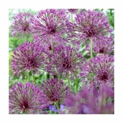 3 x Allium Plants | Abundant Allium Collection | 3 x 13cm Pots 11 3 x Allium Plants | Abundant Allium Collection | 3 x 13cm Pots -Cheap July Plants Store PL9863 add image 4 3372