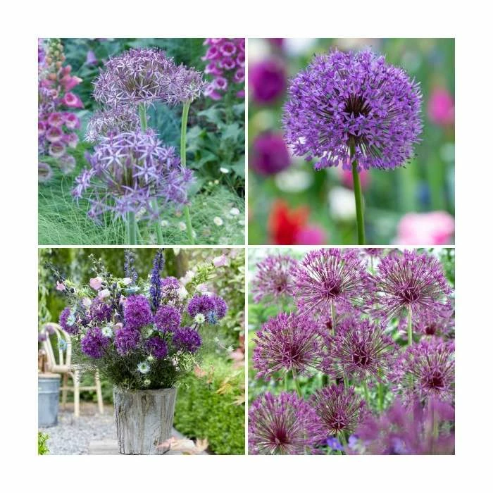 3 x Allium Plants | Abundant Allium Collection | 3 x 13cm Pots 3 3 x Allium Plants | Abundant Allium Collection | 3 x 13cm Pots
