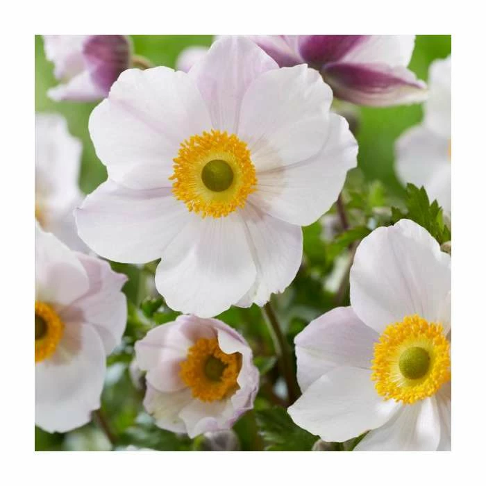 Anemone 'Wild Swan' | 10.5cm Pot 3 Anemone 'Wild Swan' | 10.5cm Pot