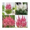 3 x Astilbe Plants | Astary Series Collection | 3 x 10.5 cm Pots 2 3 x Astilbe Plants | Astary Series Collection | 3 x 10.5 cm Pots -Cheap July Plants Store PL9870 main image c0fd