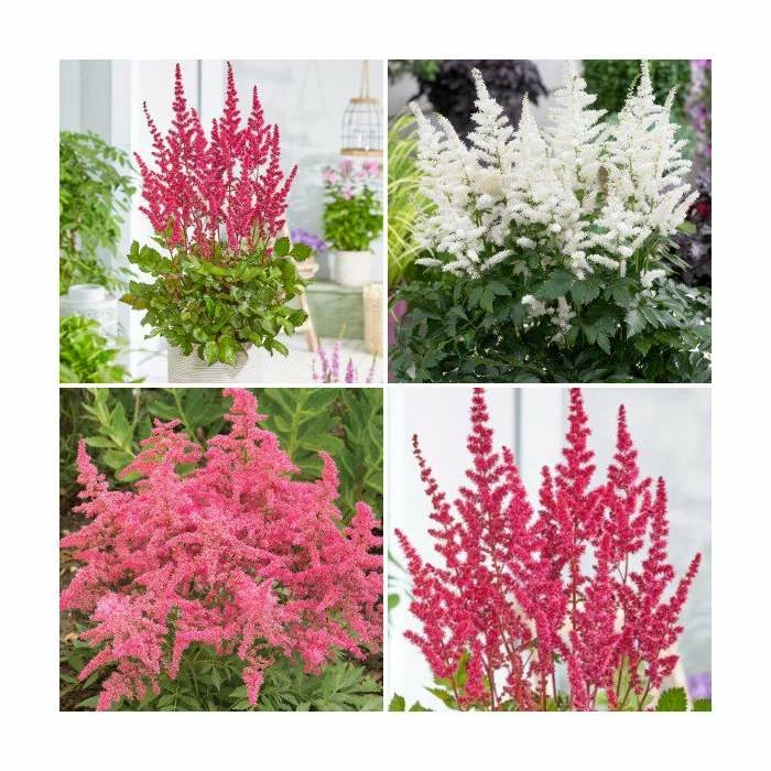 3 x Astilbe Plants | Astary Series Collection | 3 x 10.5 cm Pots 3 3 x Astilbe Plants | Astary Series Collection | 3 x 10.5 cm Pots