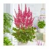 Astilbe 'Astary Red' | 10.5cm Pot 2 Astilbe 'Astary Red' | 10.5cm Pot -Cheap July Plants Store PL9871 main image b934