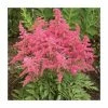 Astilbe 'Astary Rose Red Shades' | 10.5cm Pot