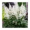 Astilbe 'Astary White' | 10.5cm Pot 1 Astilbe 'Astary White' | 10.5cm Pot -Cheap July Plants Store PL9873 main image 2421