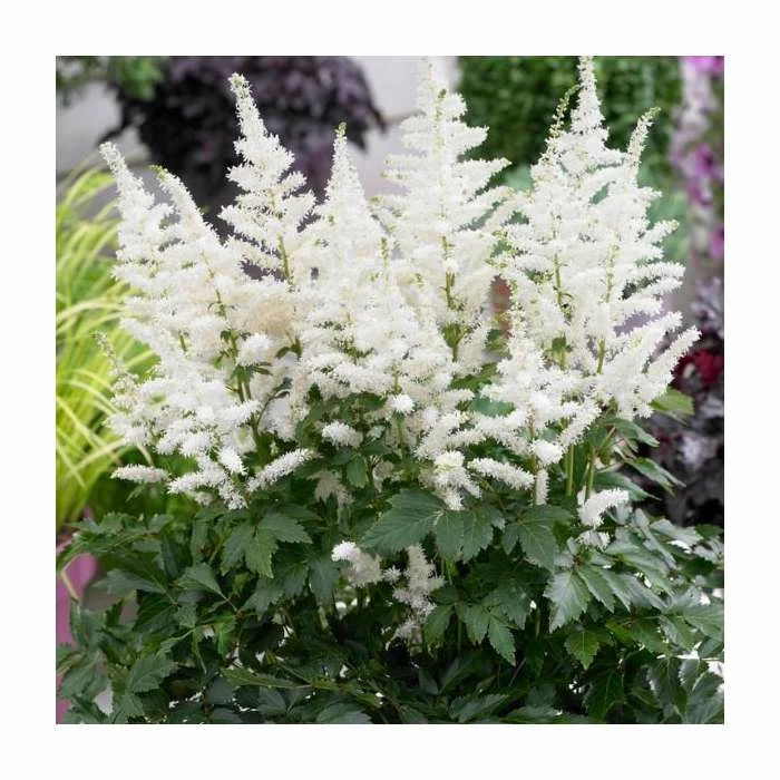 Astilbe 'Astary White' | 10.5cm Pot 3 Astilbe 'Astary White' | 10.5cm Pot