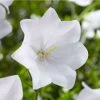 Campanula persicifolia 'Takion White' | 2L Pot 1 Campanula persicifolia 'Takion White' | 2L Pot -Cheap July Plants Store PL9874 main image 1745