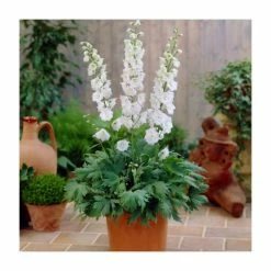 Delphinium 'Magic Fountain' Collection | 3 x 2L Pots 9 Delphinium 'Magic Fountain' Collection | 3 x 2L Pots -Cheap July Plants Store PL9881 add image 2 4e28