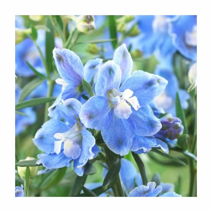 Delphinium 'Magic Fountain' Collection | 3 x 2L Pots 6 Delphinium 'Magic Fountain' Collection | 3 x 2L Pots - Image 4