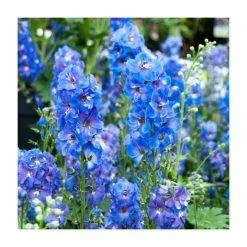 Delphinium 'Magic Fountain' Collection | 3 x 2L Pots 11 Delphinium 'Magic Fountain' Collection | 3 x 2L Pots -Cheap July Plants Store PL9881 add image 4 1cff