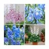 Delphinium 'Magic Fountain' Collection | 3 x 2L Pots 2 Delphinium 'Magic Fountain' Collection | 3 x 2L Pots -Cheap July Plants Store PL9881 main image c9ab
