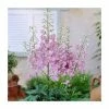Delphinium 'Magic Fountain Deep Rose with White Bee' | 2L Pot 2 Delphinium 'Magic Fountain Deep Rose with White Bee' | 2L Pot -Cheap July Plants Store PL9882 main image 65b8
