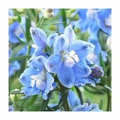 Delphinium 'Magic Fountain Sky Blue' | 2L Pot