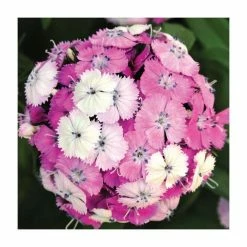 3 x Dianthus Plants | Dianthus Dash F1 Collection | 3 x 10.5cm Pots 9 3 x Dianthus Plants | Dianthus Dash F1 Collection | 3 x 10.5cm Pots -Cheap July Plants Store PL9887 add image 2 1e4a
